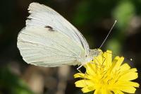 Pieris brassicae