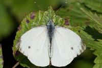 Pieris napi