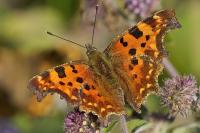 Polygonia c-album