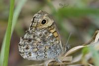 Lasiommata megera