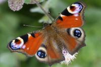 Aglais io