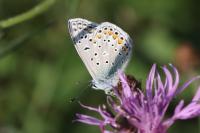 Polyommatus icarus