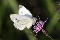 Pieris napi
