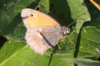 Coenonympha pamphilus