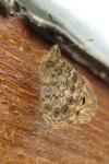 Lasiommata megera