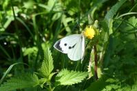 Pieris brassicae