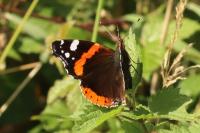 Vanessa atalanta