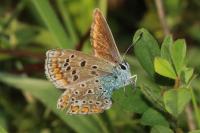 Polyommatus icarus