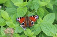 Aglais io