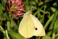 Pieris rapae