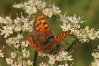 Lycaena phlaeas