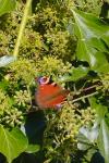 Aglais io