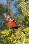 Aglais io