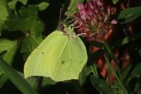 Gonepteryx rhamni
