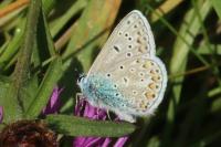 Polyommatus icarus