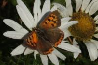 Lycaena phlaeas