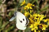 Pieris brassicae