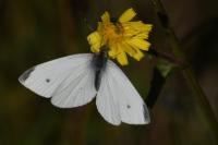 Pieris rapae