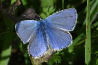 Polyommatus icarus