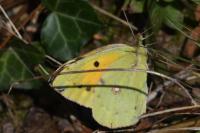 Colias crocea