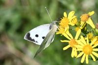 Pieris brassicae