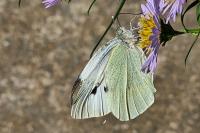 Pieris brassicae