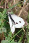 Pieris brassicae