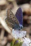 Polyommatus icarus