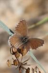 Cacyreus marshalli