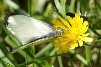 Pieris brassicae