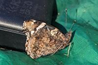 Vanessa atalanta