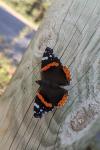 Vanessa atalanta