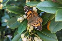 Vanessa cardui