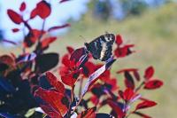 Brintesia circe