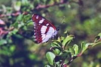 Limenitis reducta