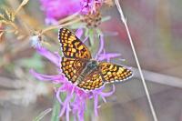 Melitaea phoebe