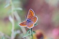 Aricia agestis