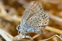 Plebejus argus