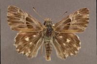 Muschampia floccifera