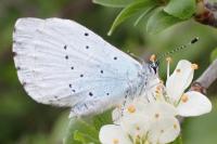 Celastrina argiolus