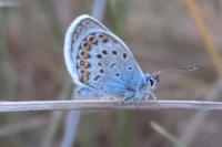 Plebejus argus