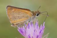 Thymelicus acteon