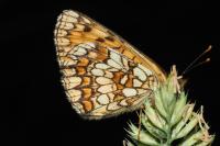 Melitaea athalia
