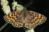 Melitaea athalia
