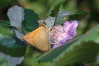 Ochlodes sylvanus