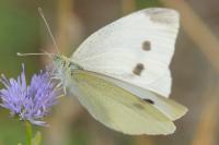 Pieris rapae