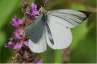 Pieris brassicae