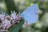 Celastrina argiolus