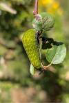 Iphiclides podalirius