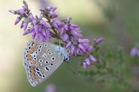 Polyommatus icarus